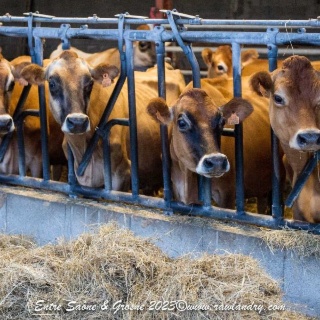 Préparer la mise-bas des vaches laitières : 5 étapes clés pour un vêlage et un début de lactation réussi avec Cizeron bio