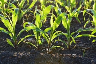 Moisson 2024 – Hausse des surfaces prévues en maïs, stabilité en tournesol, conditions de culture contrastées en céréales d’hiver