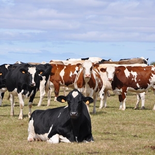 Environnement : la carotte plutôt que le bâton 