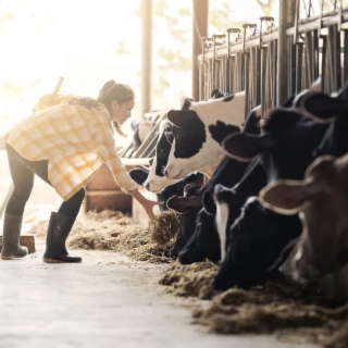 Réussir sa stabulation : les meilleures pratiques pour le confort du troupeau