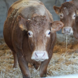 Congrès de la Fédération nationale bovine à Clermont-Ferrand : Comment redonner de l'avenir à l'élevage ?