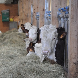 Plus d'herbe dans la ration pour faire de bons fromages
