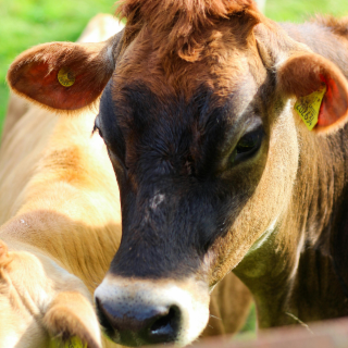 La Jersiaise : Guide complet sur la race