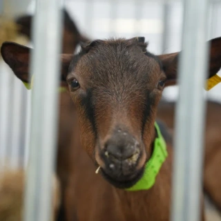 Capr’Inov : 5 temps forts à ne pas manquer sur l’édition 2025