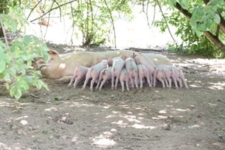30 % de porcs bio en trop en France