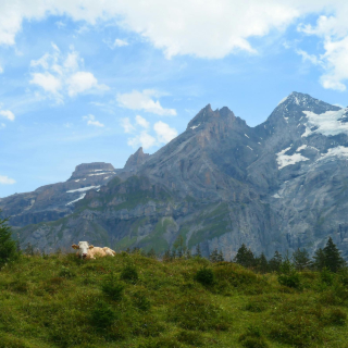 Pastoralisme : la clé de l’adaptation ?