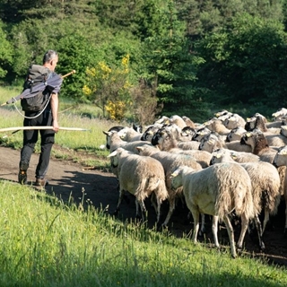 Pastoralisme : continuer de gravir les pentes