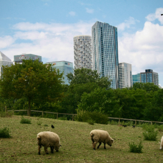 L'éco pâturage : définition et utilisations