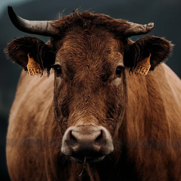 Optimiser l’élevage laitier avec la pesée des génisses : la bonne méthode selon Datamars Livestock