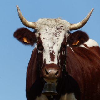 La Ferrandaise élu vache à l’honneur pour le SIA 2027