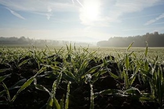 Météo en Russie : faut-il vraiment s’inquiéter des effets du gel sur le blé tendre ?