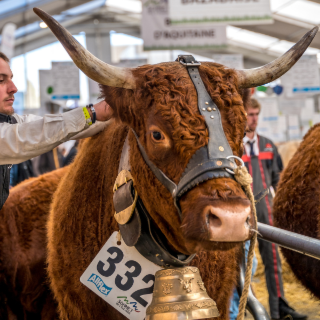 La Salers : Guide complet sur la race