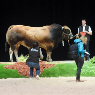 Comment les concours d'élevage façonnent une agriculture plus durable