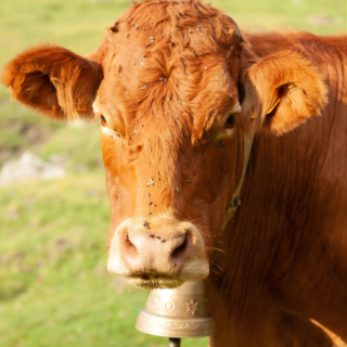 La Limousine : le guide complet des races