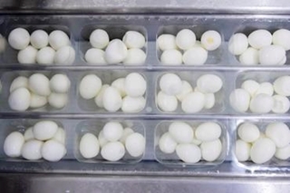 Où en est la transition vers l’œuf alternatif dans le monde ?