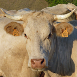 La Blonde d’Aquitaine : Guide complet sur la race