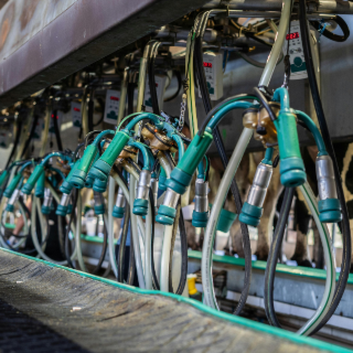 Prix d’un robot de traite : coût réel, investissement et rentabilité en élevage