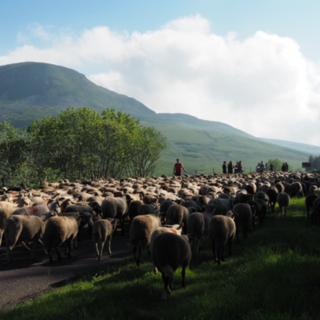 La transhumance, une pratique incontournable du pastoralisme