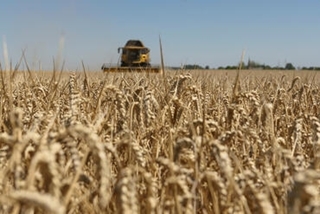 Moisson 2023 et prix des céréales : quelle stratégie adopter pour la vente de sa récolte ?