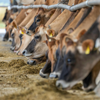 La filière bio repart à la hausse en 2025, portée par la production bovine