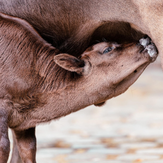Santé des veaux : 5 faits surprenants à absolument connaître