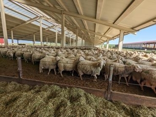 En Espagne, 2 800 brebis laitières sur six hectares