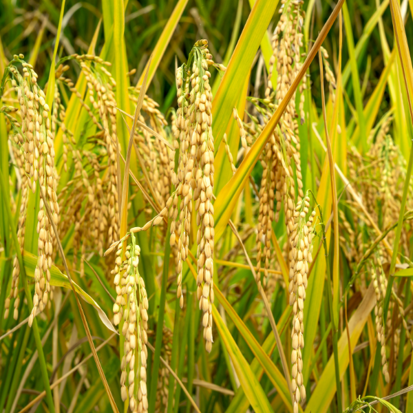 Comment choisir un broyeur agricole adapté à votre exploitation ?