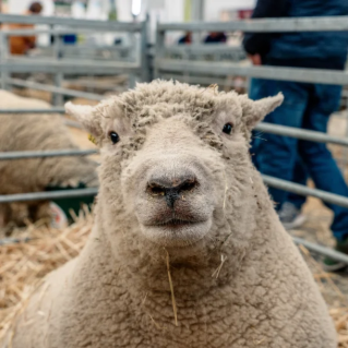  5 avantages à suivre le poids de vos ovins avec Datamars Livestock