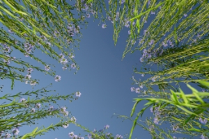 Alliance du Lin et du Chanvre européens 1