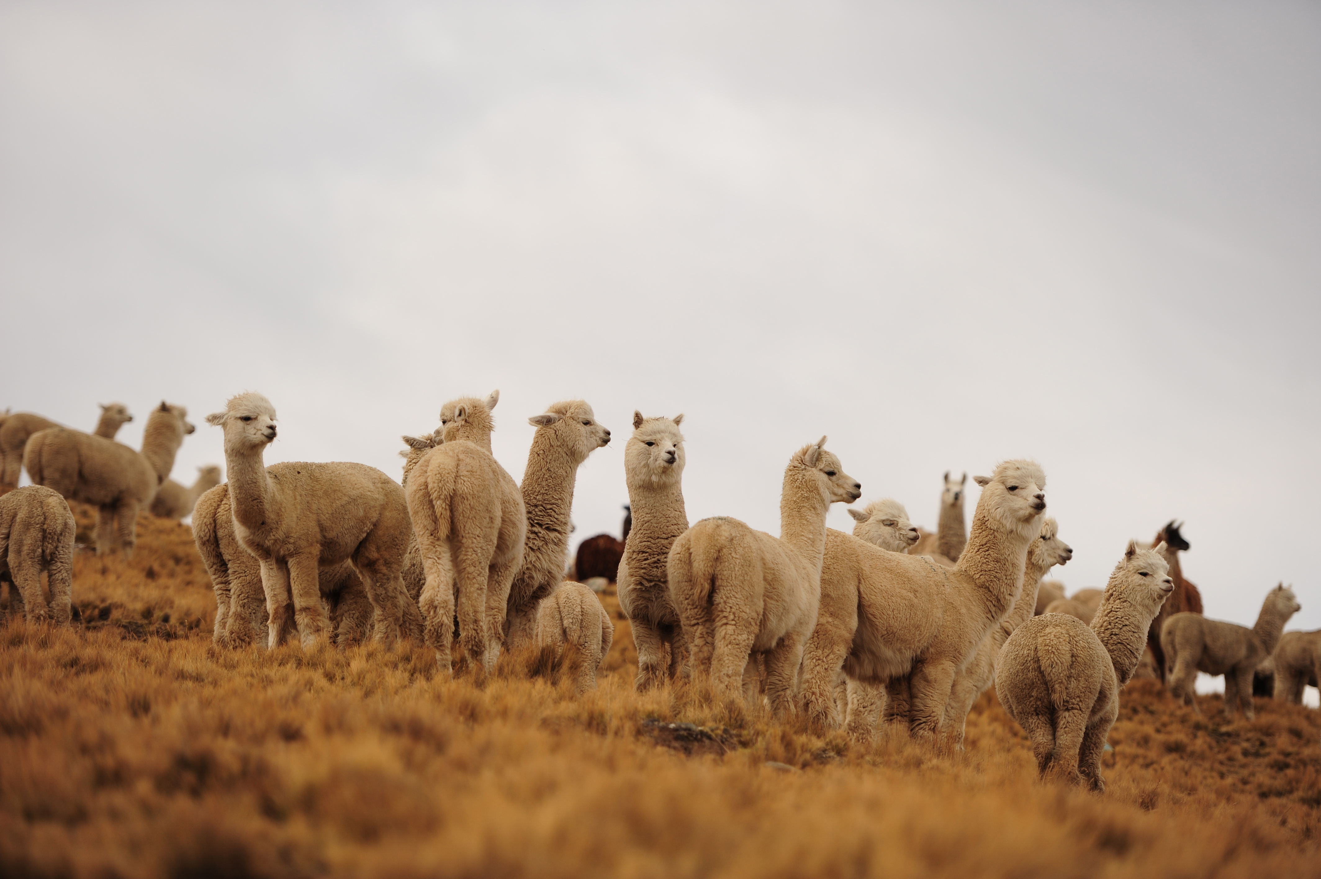 Alpaca Promperu