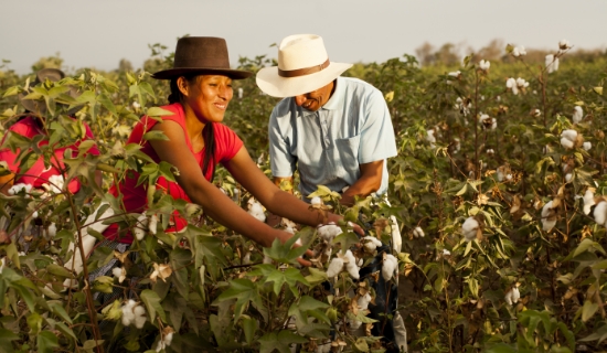 Pima cotton Promperu