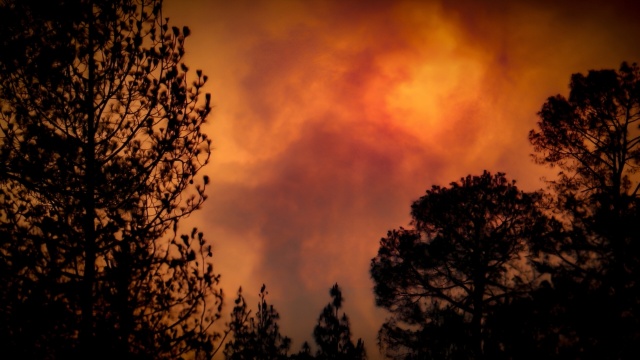 Un violent feu de forêt mobilise des moyens exceptionnels à Fontainebleau