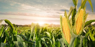 FICHE THEMATIQUE MAIS