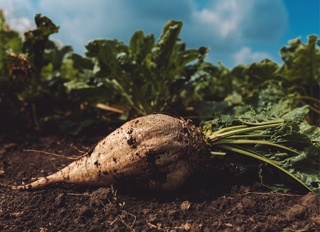 FICHE THEMATIQUE BETTERAVE SUCRIERE