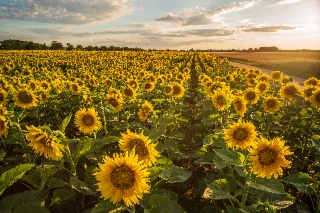 FICHE THEMATIQUE TOURNESOL
