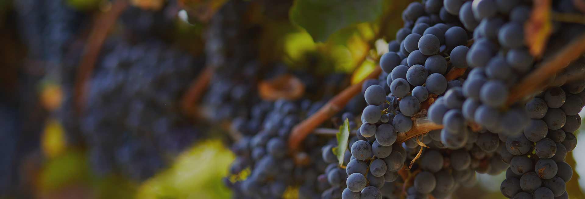 FICHE THEMATIQUE VIN