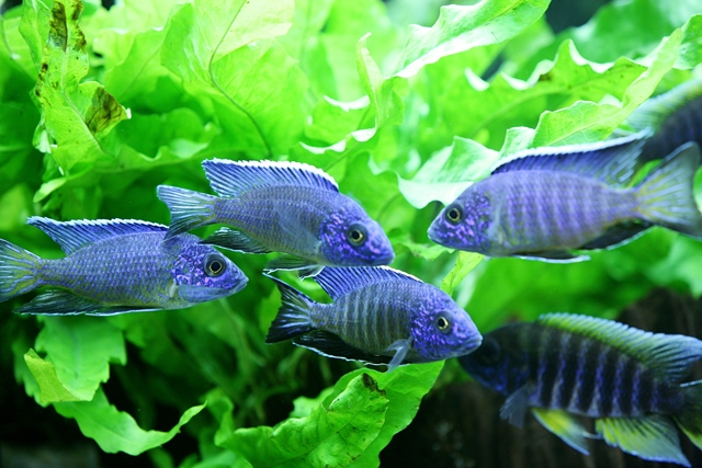 poisson dans aquarium