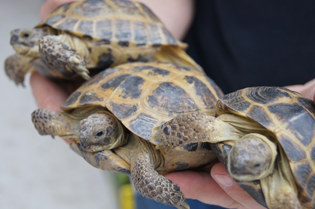 tortues dans les mains