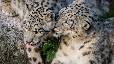 Protection de la Biodiversité et des Espèces Menacées