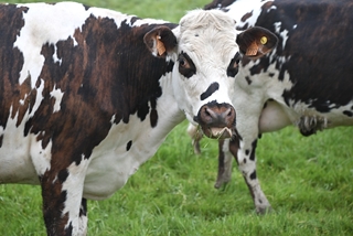 Des élevages laitiers au métabolisme humain, chacun son jumeau 
