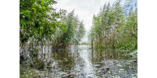 En Lorraine, le Conservatoire des espaces naturels achète ou loue des sites naturels pour préserver la biodiversité