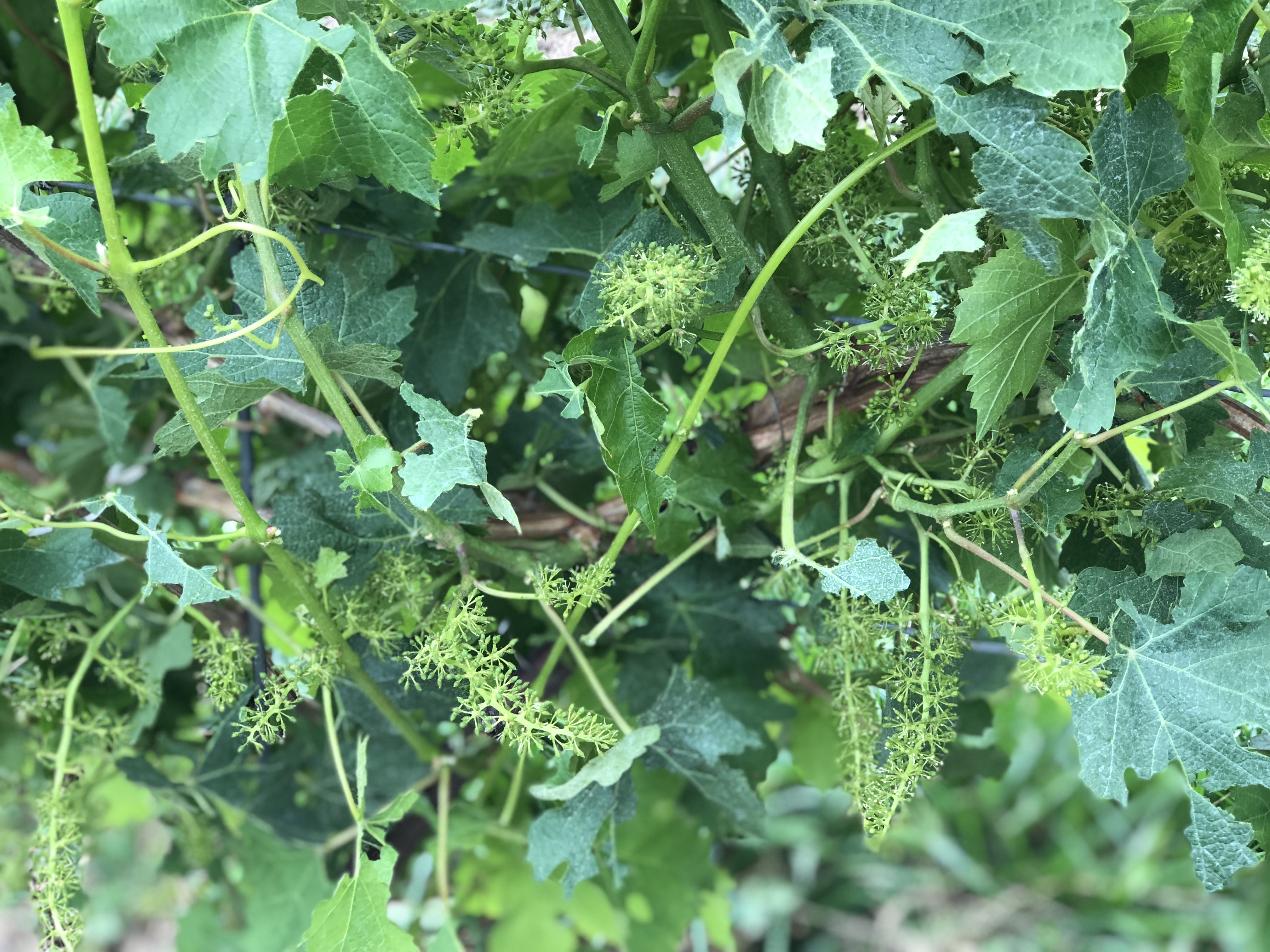 Vignes effeuillées