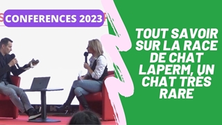 Tout savoir sur la race de chat Laperm, un chat très rare