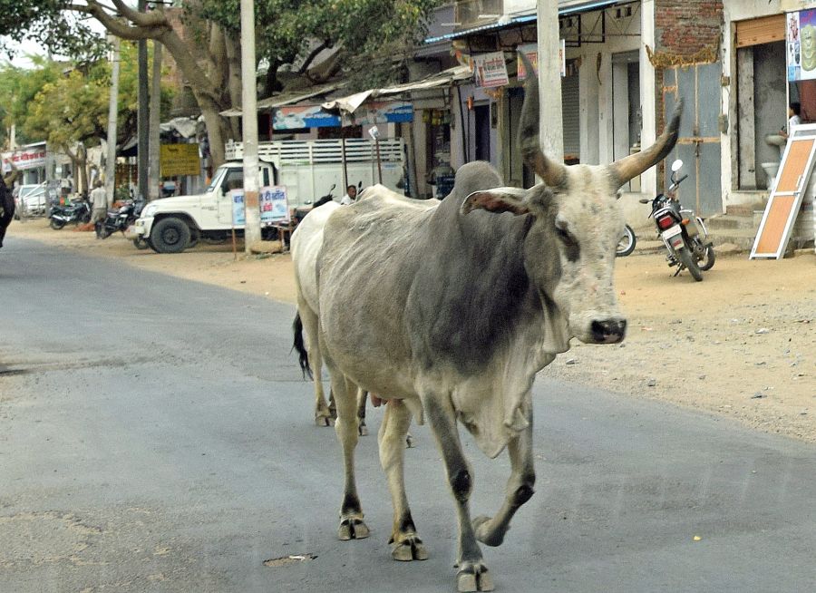 La célèbre vache sacrée en Inde, la "Vache Mère" qui se balade librement dans les rues des villes et villages indiens et à laquelle il est interdit de toucher, est en réalité un zébu.