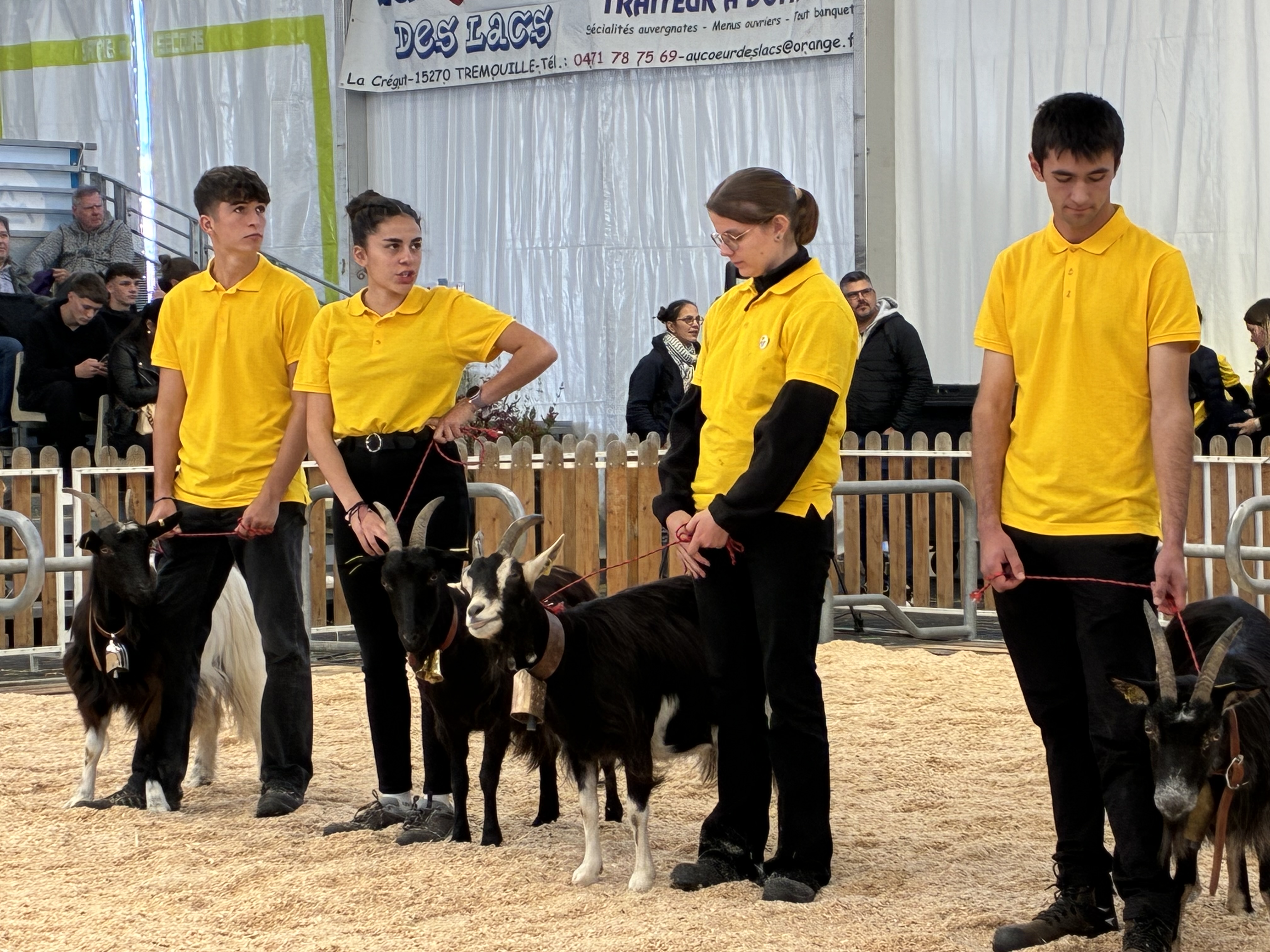 Les polos jaunes du hall 5 veillent au bon déroulement des concours et présentations animales.