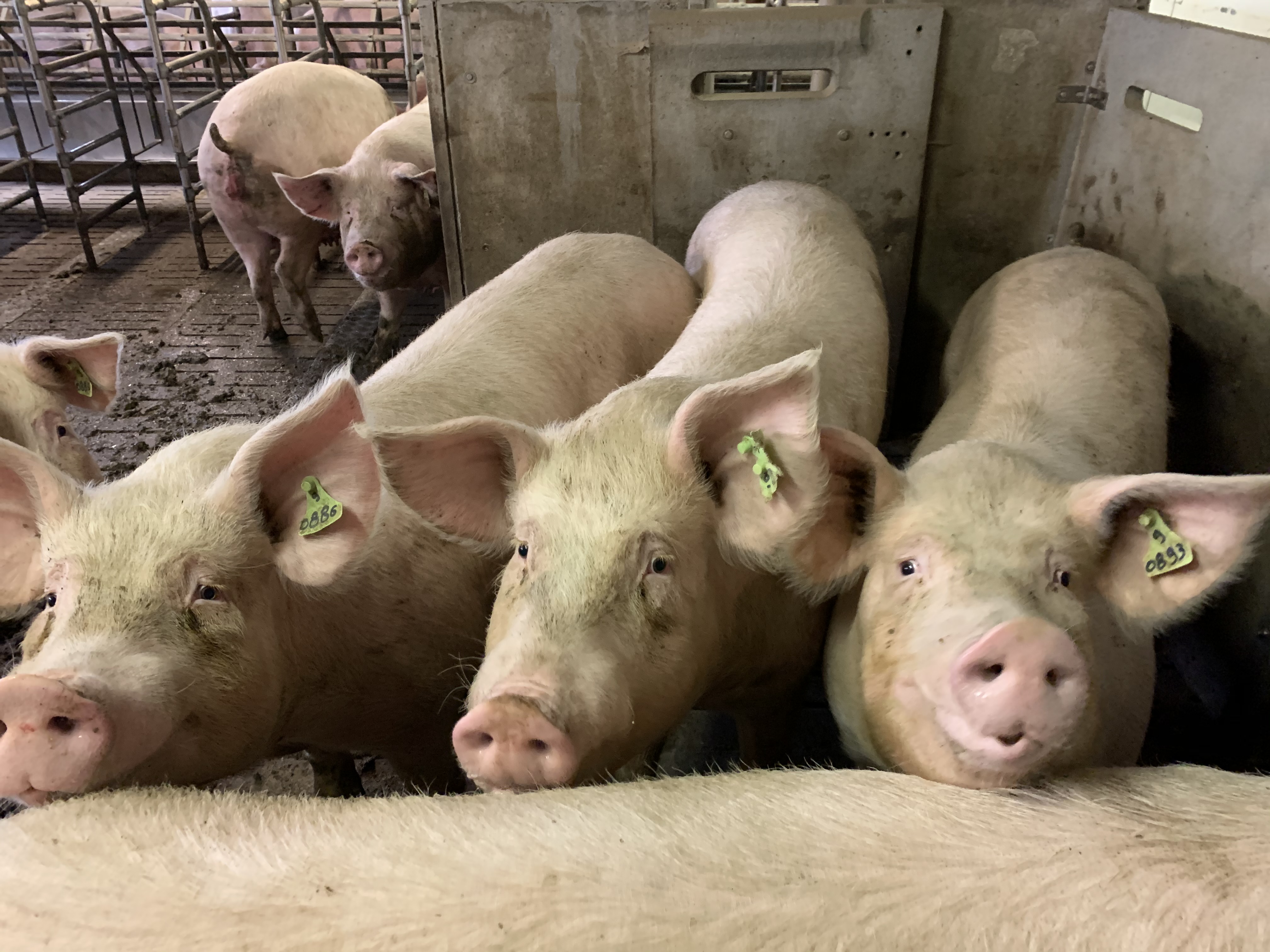 L’apport de lisier de porc sur prairies est apprécié par les éleveurs du Massif central pour la rapidité de son action fertilisante.