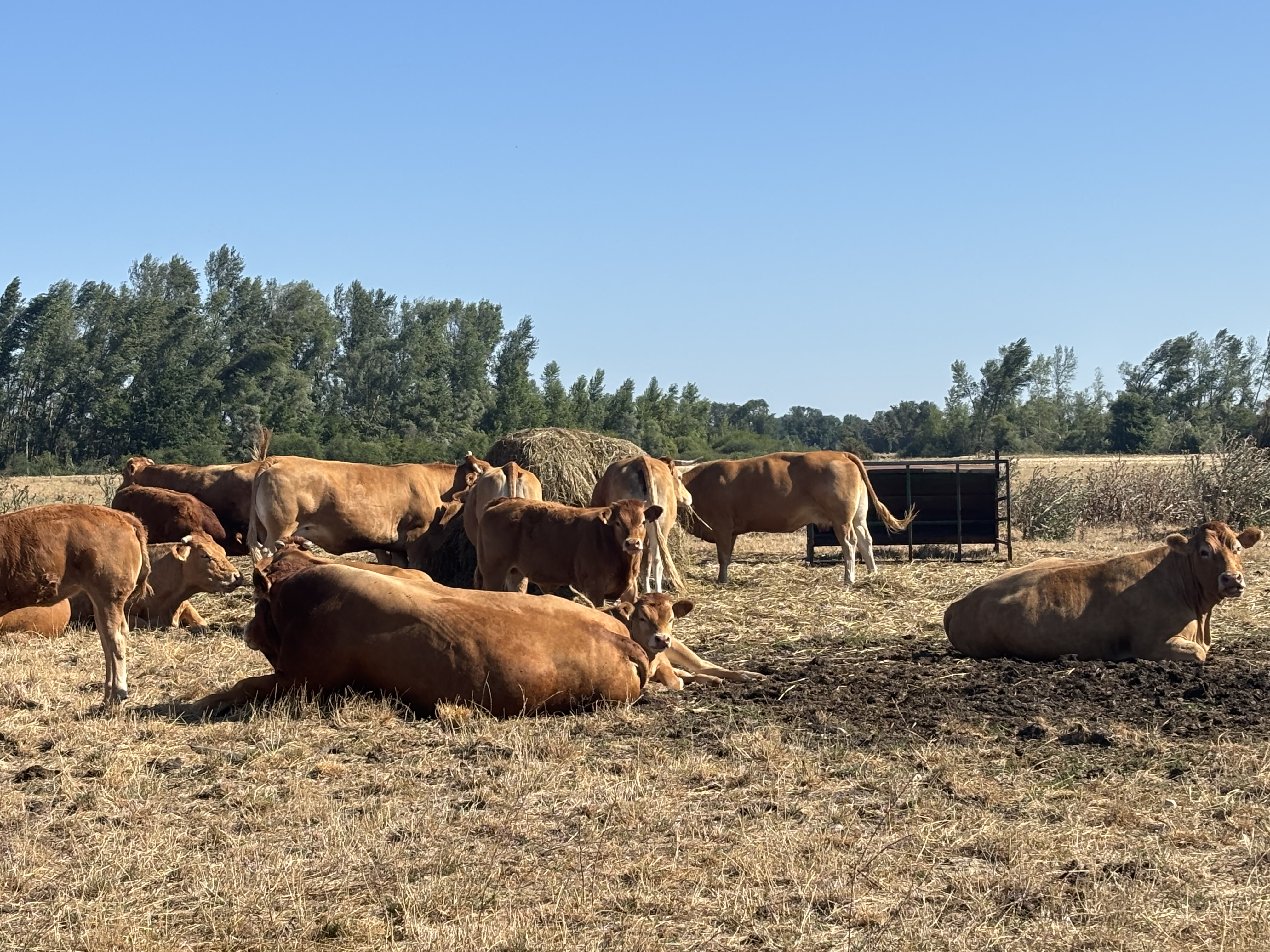 L'affouragement au pré est de plus en plus fréquent et précoce.