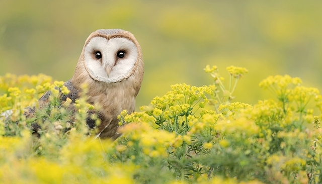 ​Agriculture et biodiversité