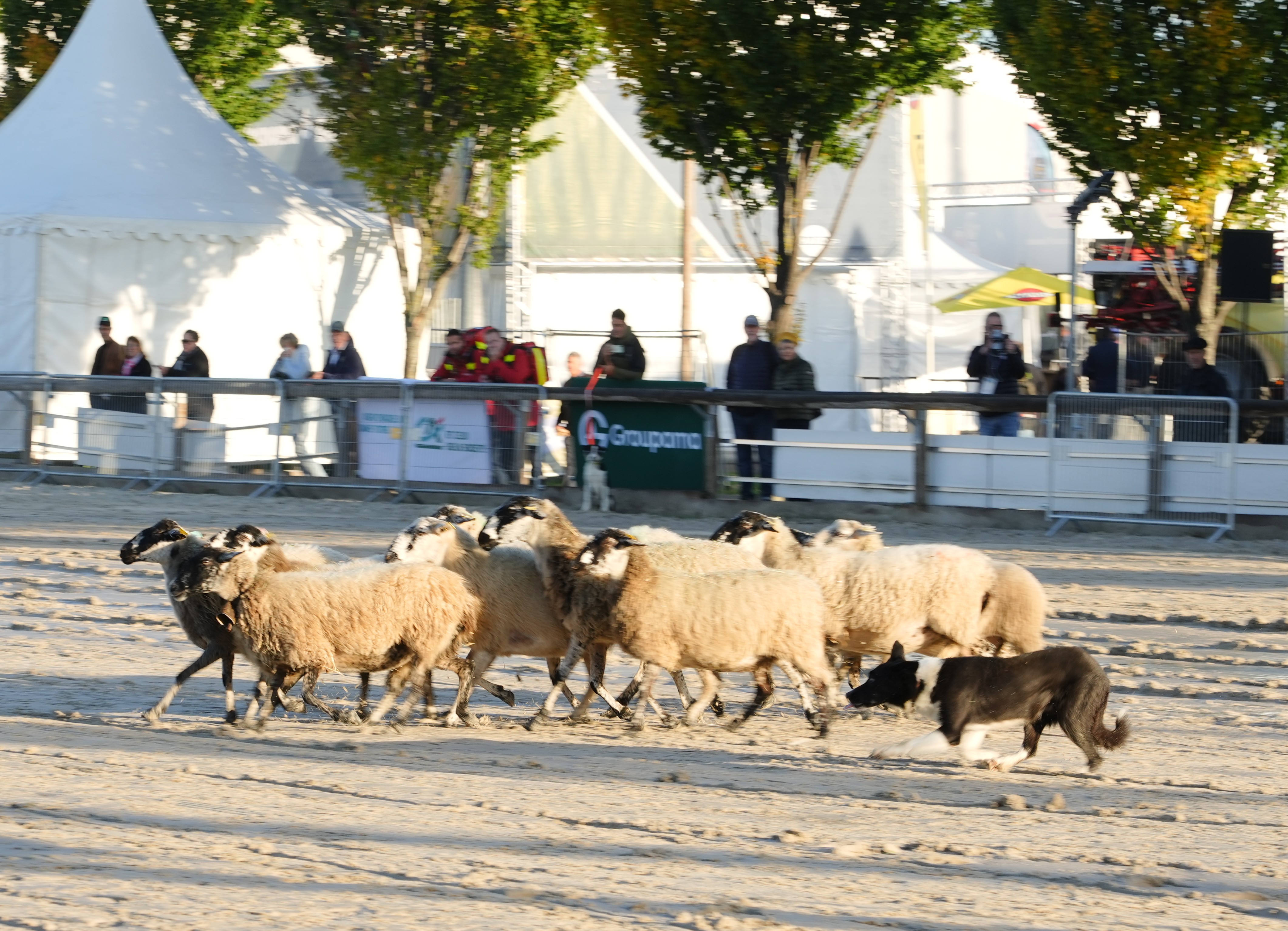 Démonstration de chiens de troupeau dans la carrière équine.