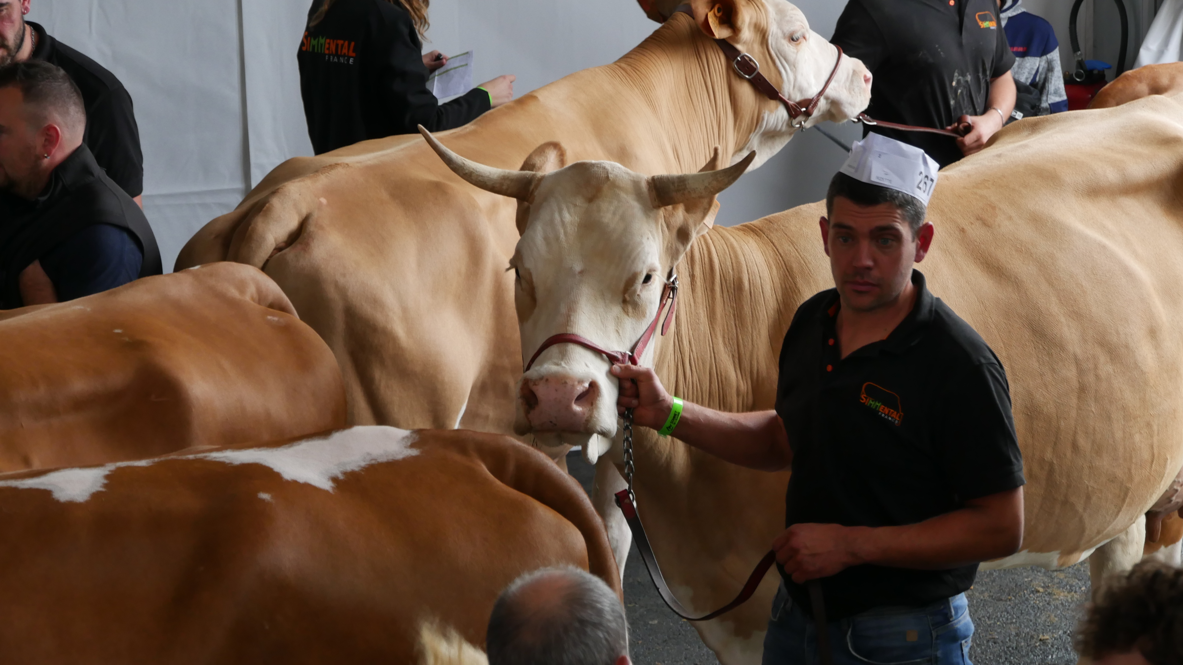 La simmental, une habituée du Sommet.